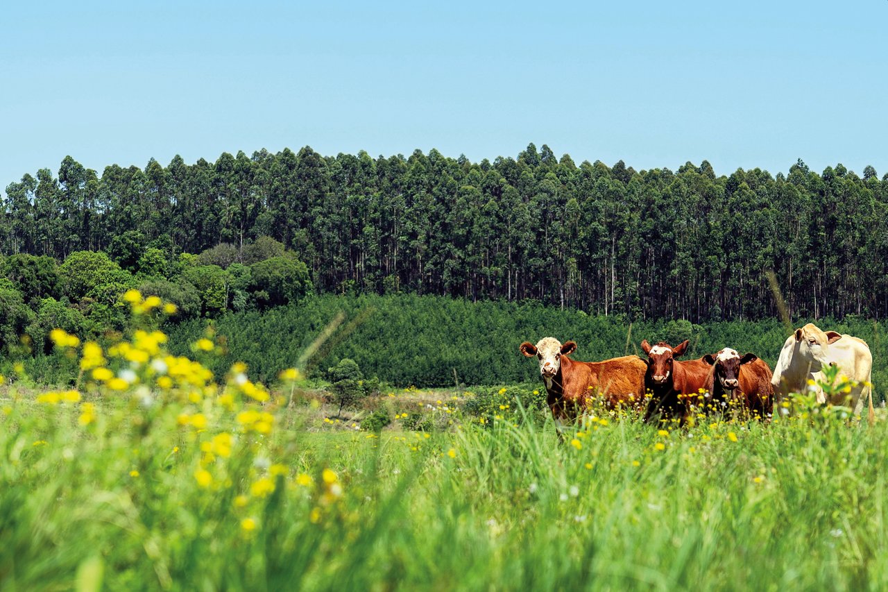 Artigo – O crédito rural sob tensão: produtores contestam o monitoramento por satélite