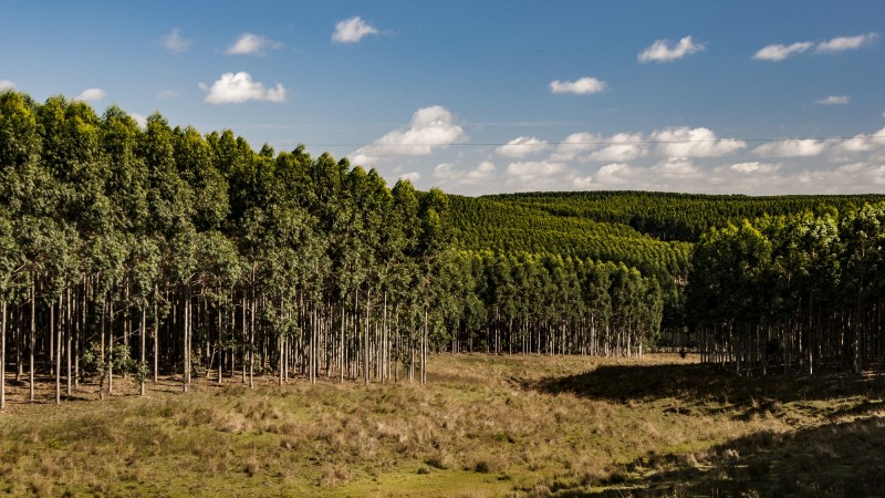 Carvão vegetal terá novas embalagens com informação de origem de florestas plantadas