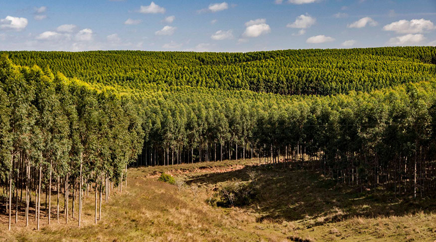 Área plantada da silvicultura somou 9,5 milhões de hectares, dos quais 77,3% são de eucalipto, e valor de produção atingiu R$ 27,4 bilhões - Foto: Fernando Dias/Ascom-Sepadr