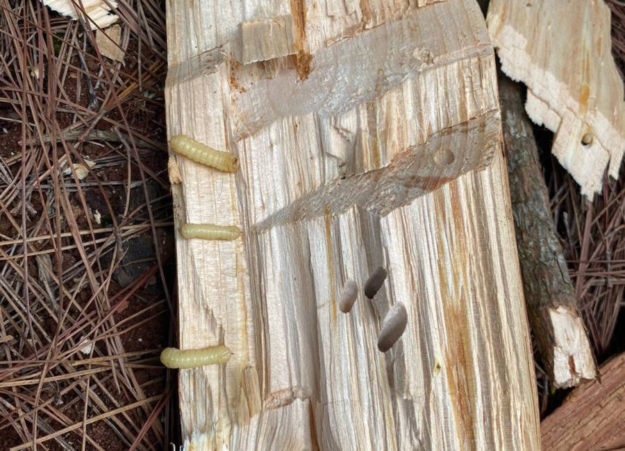 Galerias no tronco de uma árvore Pinus infectada por larvas da vespa-da-madeira