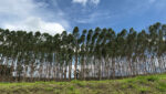 Área plantada da silvicultura somou 9,7 milhões de hectares, dos quais 78,1% são de eucalipto, e valor de produção atingiu R$ 31,7 bilhões - Foto: Licia Rubinstein/Agência IBGE Notícias