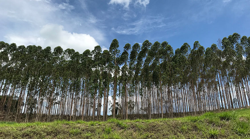 Área plantada da silvicultura somou 9,7 milhões de hectares, dos quais 78,1% são de eucalipto, e valor de produção atingiu R$ 31,7 bilhões - Foto: Licia Rubinstein/Agência IBGE Notícias