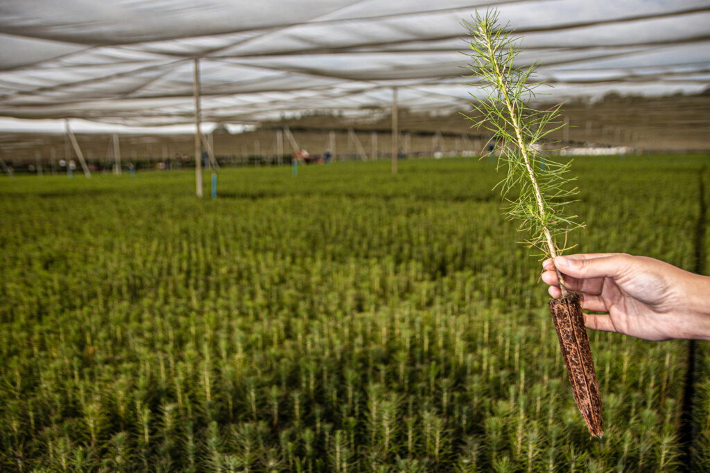 ASBR com ação especial para o Pinus na Lignum Latin America 2026