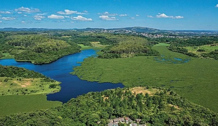 Prefeitura de Porto Alegre vai leiloar 29 hectares de Pinus