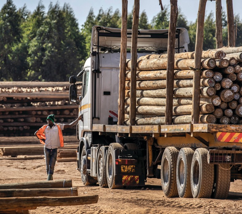 FAO divulga novo estudo sobre florestas no mundo