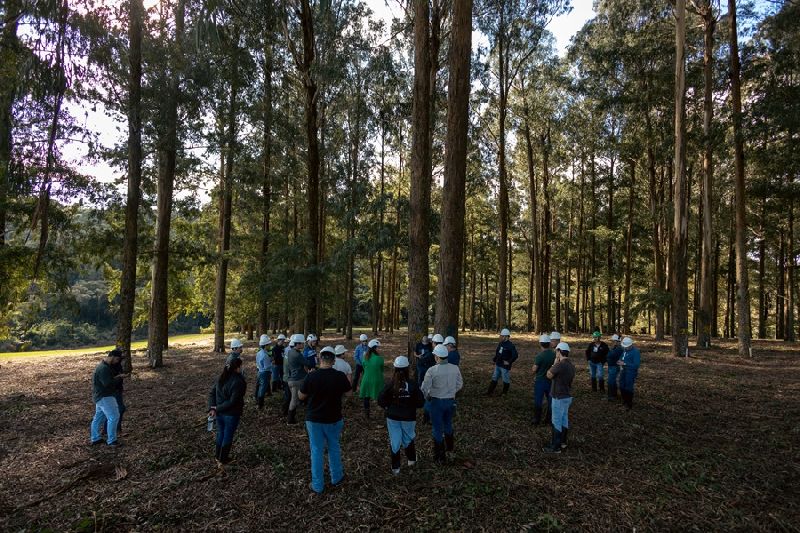 Cultivar de eucalipto adaptada ao frio é apresentada em dia de campo no Paraná