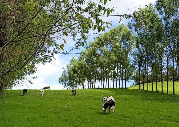 Silvicultura ganha espaço e amplia renda na agricultura familiar gaúcha
