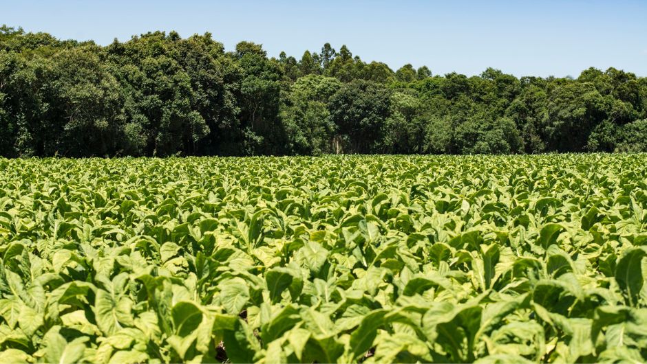 Produtores de tabaco mantêm 156 mil hectares de florestas no Sul