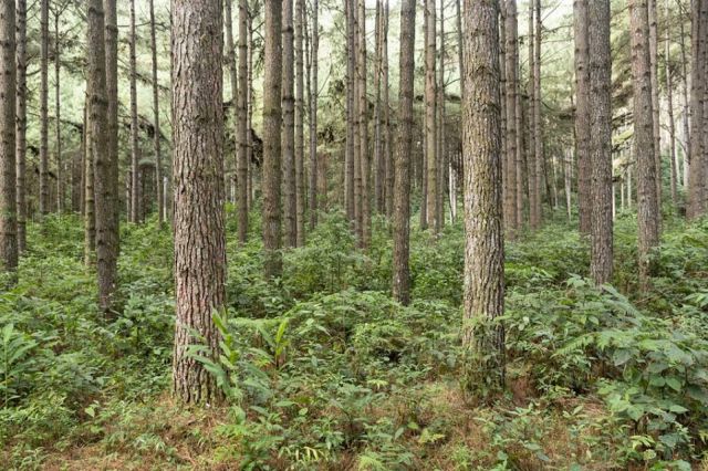 O tesouro escondido sob as florestas: como o pinus ajuda a proteger o solo e o clima no Sul do Brasil