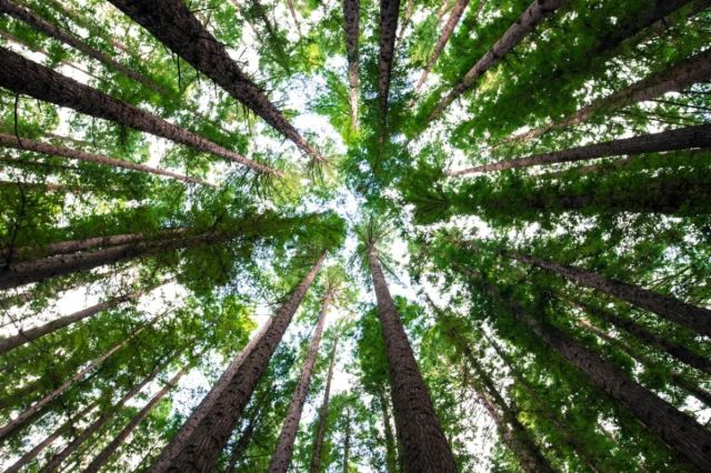 Setor florestal pode transformar potencial do mercado de carbono no Brasil