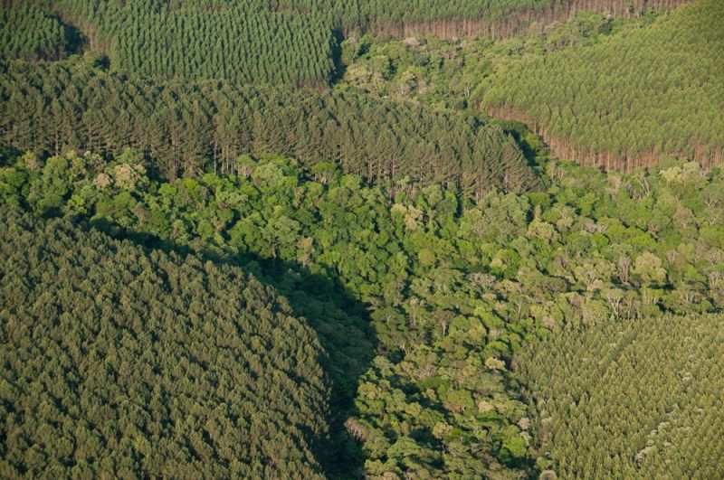 Embrapa Florestas é designada como Centro de Referência da FAO para florestas plantadas