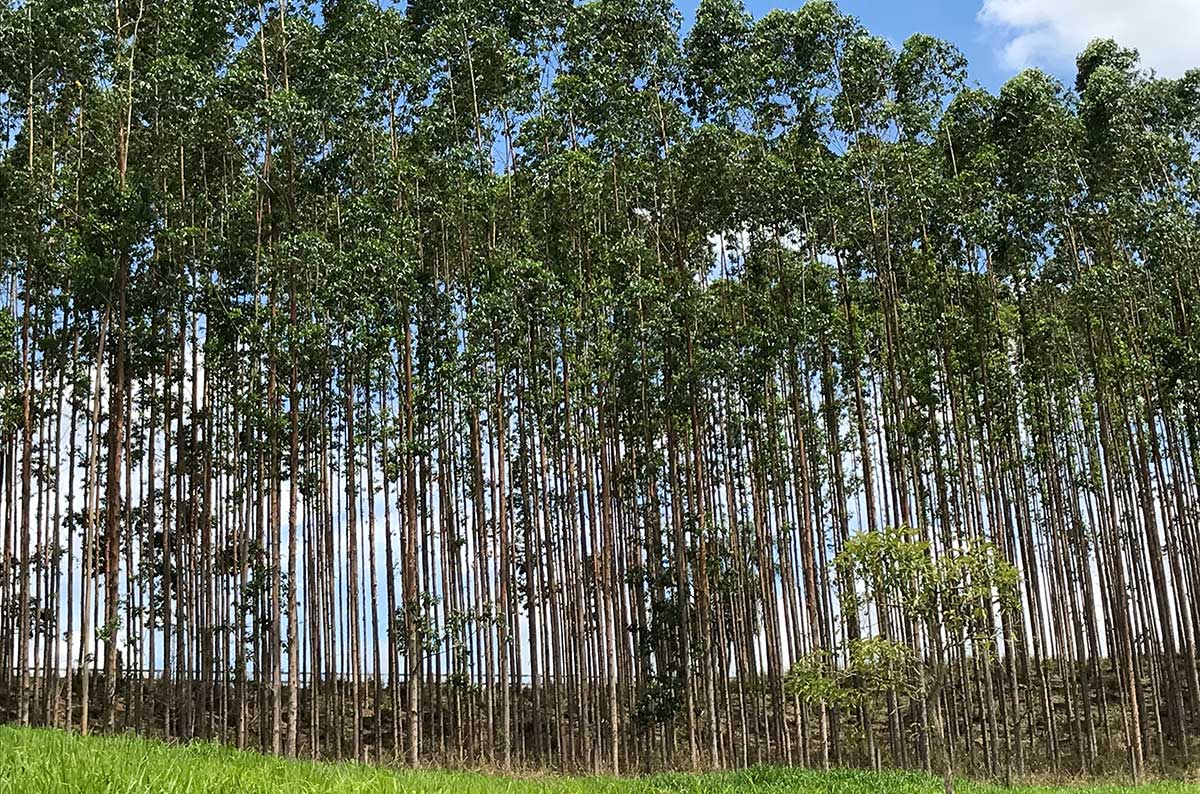 Valor de produção da silvicultura e da extração vegetal cresce 6,7% e soma R$ 47,9 bilhões