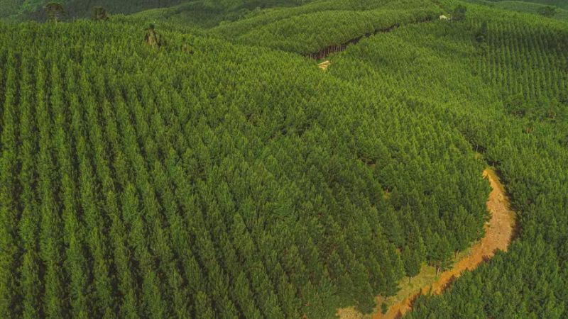 Pesquisa da Embrapa busca adaptar o pinus às mudanças climáticas